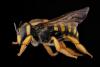 Trachusa interrupta